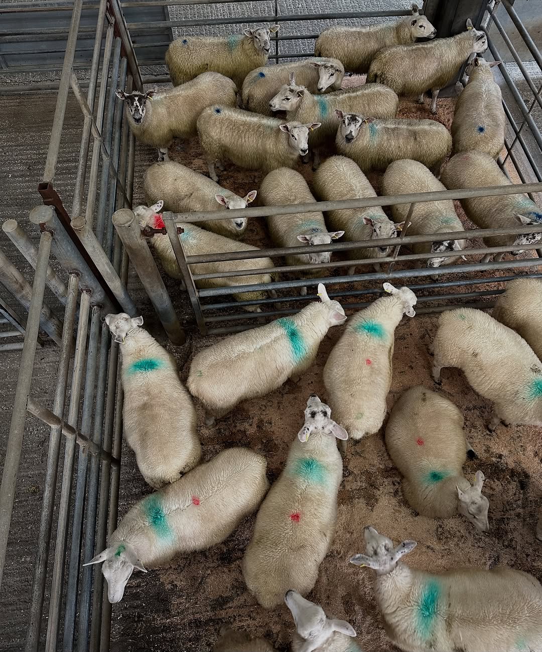 30 Breeding Sheeps available for sale 